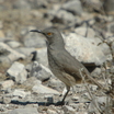 Curve-billed Thrasher